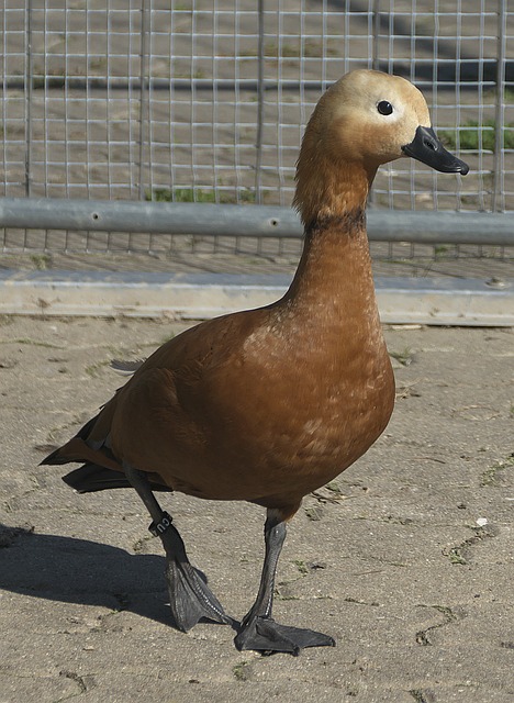 年轻